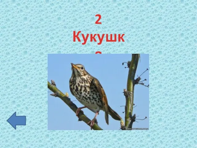 2 Кукушка