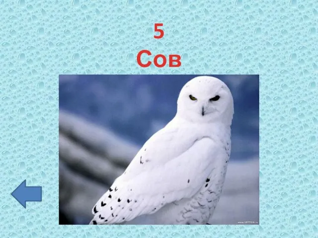 5 Сова