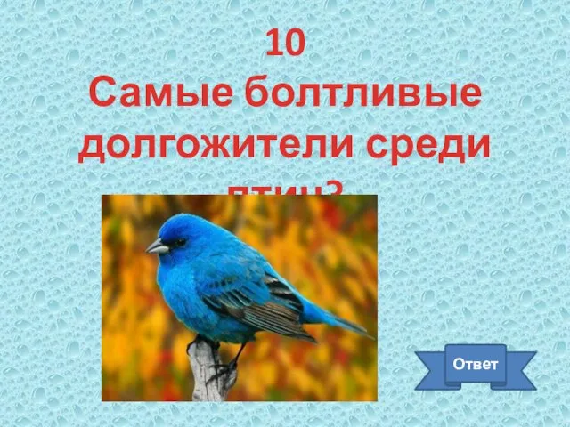 10 Самые болтливые долгожители среди птиц? Ответ