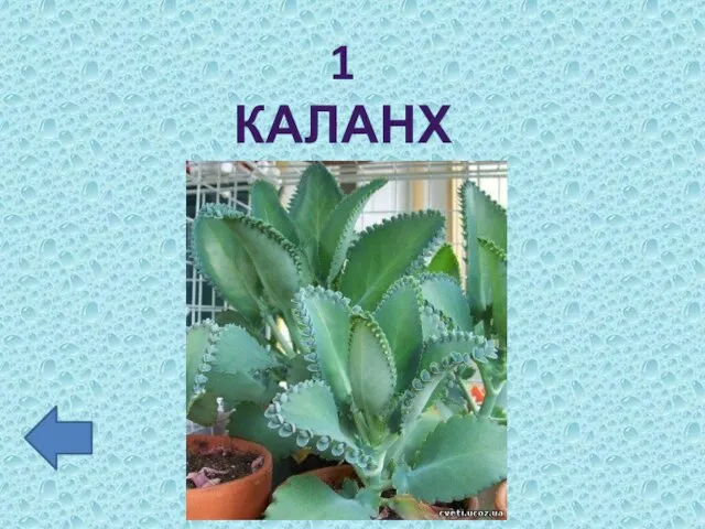 1 КАЛАНХОЭ