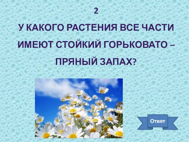 2 У КАКОГО РАСТЕНИЯ ВСЕ ЧАСТИ ИМЕЮТ СТОЙКИЙ ГОРЬКОВАТО – ПРЯНЫЙ ЗАПАХ? Ответ