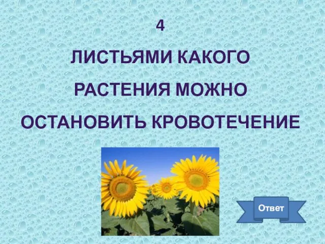 4 ЛИСТЬЯМИ КАКОГО РАСТЕНИЯ МОЖНО ОСТАНОВИТЬ КРОВОТЕЧЕНИЕ Ответ