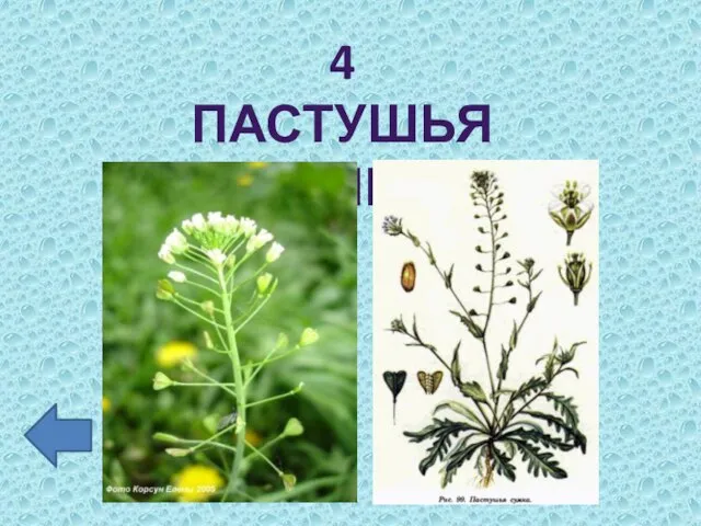 4 ПАСТУШЬЯ СУМКА