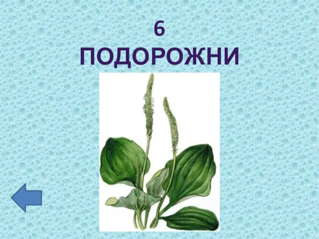 6 ПОДОРОЖНИКА