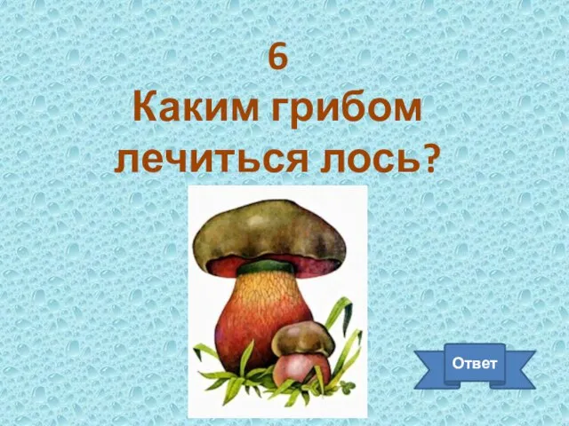 6 Каким грибом лечиться лось? Ответ