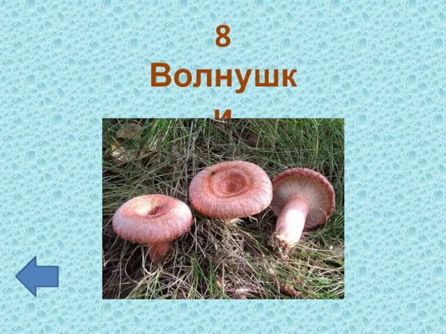 8 Волнушки