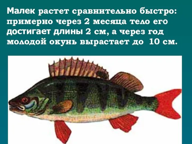 Малек растет сравнительно быстро: примерно через 2 месяца тело его достигает