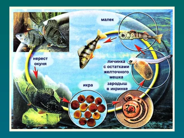 Стадии развития рыб в воде несколько суток Яйцеклетка +сперматозоид = зародыш
