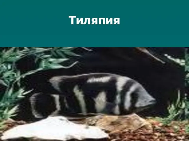 Тиляпия