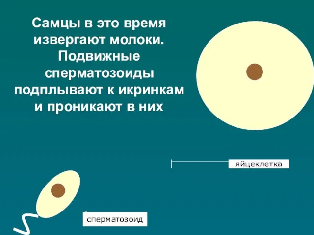 Самцы в это время извергают молоки. Подвижные сперматозоиды подплывают к икринкам и проникают в них