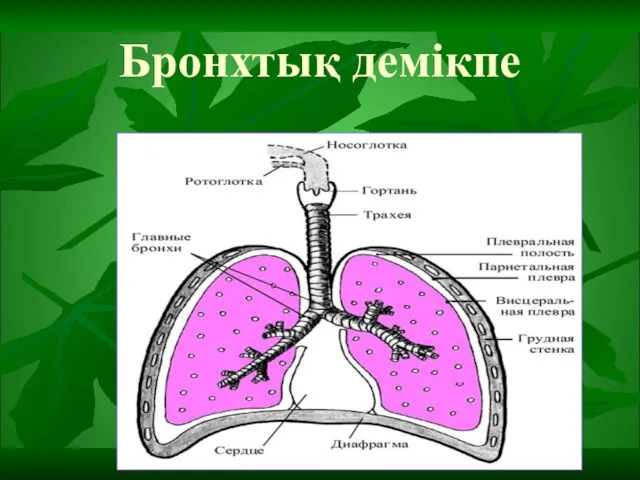 Бронхтық демікпе