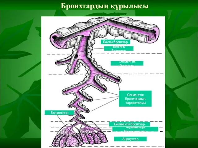 Бронхтардың құрылысы Бөліктік бронхтар Сегменттік бронхтар Сегменттік бронхтардың тармақталуы Терминалды бронхиолалар