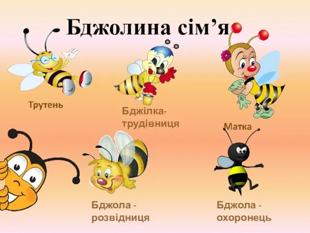 Бджолина сім’я Бджола - охоронець Бджола - розвідниця Бджілка-трудівниця