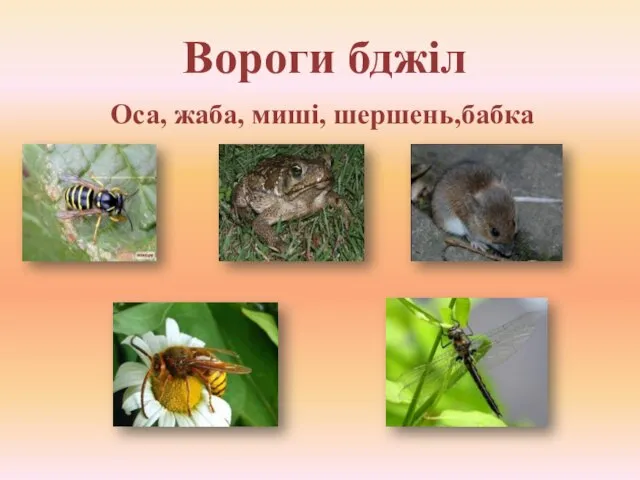 Вороги бджіл Оса, жаба, миші, шершень,бабка