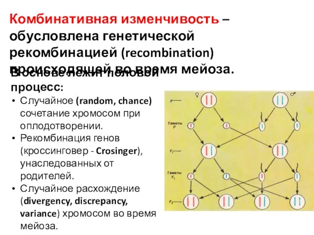 Комбинативная изменчивость – обусловлена генетической рекомбинацией (recombination) происходящей во время мейоза.