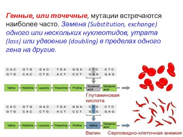 Генные, или точечные, мутации встречаются наиболее часто. Замена (Substitution, exchange) одного