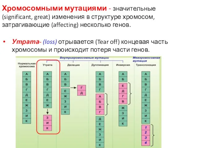 Хромосомными мутациями - значительные (significant, great) изменения в структуре хромосом, затрагивающие