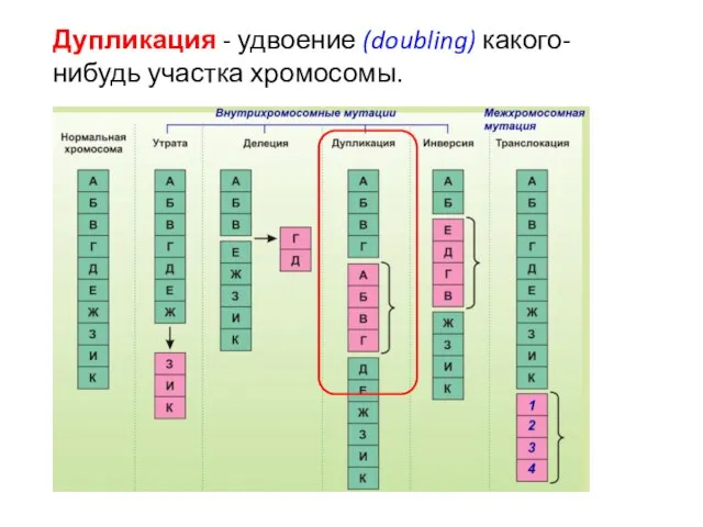 Дупликация - удвоение (doubling) какого-нибудь участка хромосомы.