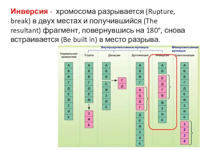 Инверсия - хромосома разрывается (Rupture, break) в двух местах и получившийся