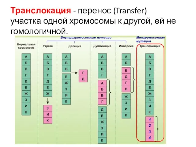 Транслокация - перенос (Transfer) участка одной хромосомы к другой, ей не гомологичной.