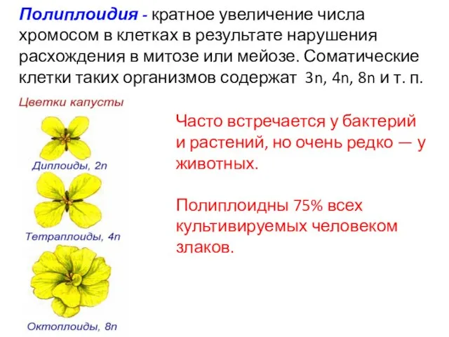 Полиплоидия - кратное увеличение числа хромосом в клетках в результате нарушения