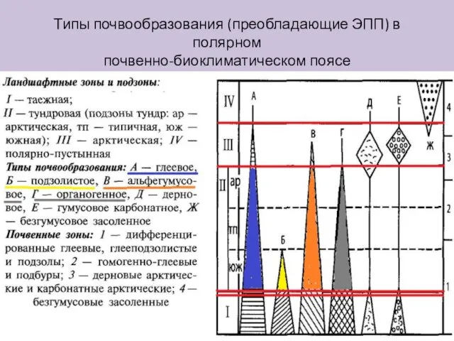 Типы почвообразования (преобладающие ЭПП) в полярном почвенно-биоклиматическом поясе