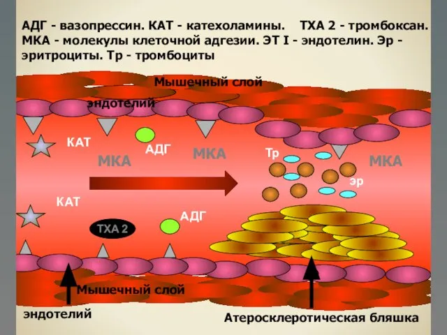 АДГ TXA 2 АДГ КАТ КАТ эр Тр АДГ - вазопрессин.