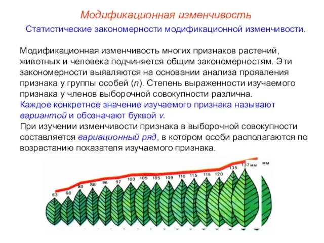 Модификационная изменчивость Статистические закономерности модификационной изменчивости. Модификационная изменчивость многих признаков растений,