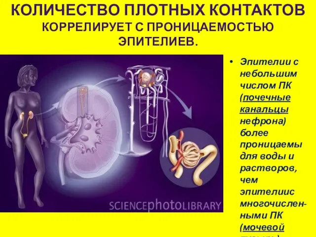 КОЛИЧЕСТВО ПЛОТНЫХ КОНТАКТОВ КОРРЕЛИРУЕТ С ПРОНИЦАЕМОСТЬЮ ЭПИТЕЛИЕВ. Эпителии с небольшим числом