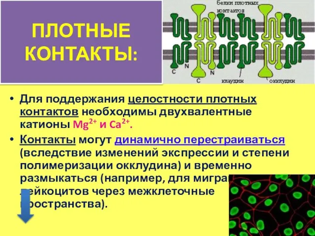 ПЛОТНЫЕ КОНТАКТЫ: Для поддержания целостности плотных контактов необходимы двухвалентные катионы Mg2+