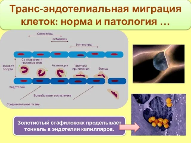 Транс-эндотелиальная миграция клеток: норма и патология … Золотистый стафилококк проделывает тоннель в эндотелии капилляров.