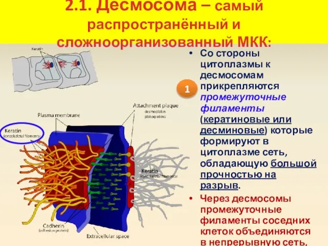 2.1. Десмосома – самый распространённый и сложноорганизованный МКК: Со стороны цитоплазмы