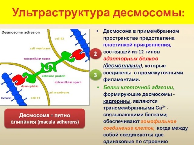 Ультраструктура десмосомы: Десмосома в примембранном пространстве представлена пластинкой прикрепления, состоящей из