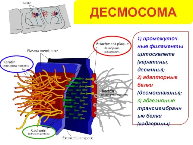 ДЕСМОСОМА 1) промежуточ-ные филаменты цитоскелета (кератины, десмины); 2) адапторные белки (десмоплакины); 3) адгезивные трансмембранные белки (кадгерины).