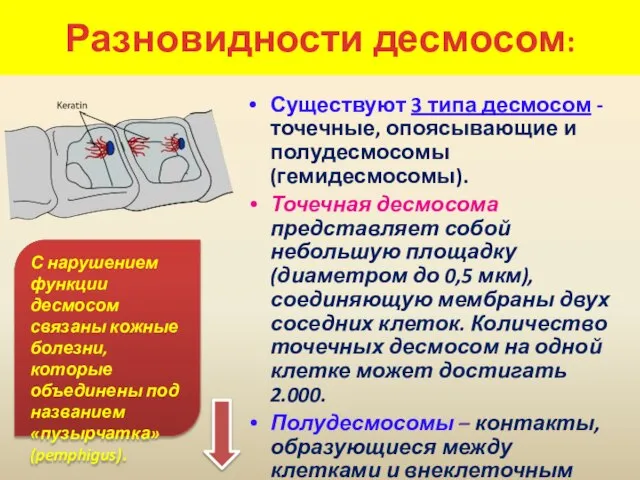 Разновидности десмосом: Существуют 3 типа десмосом - точечные, опоясывающие и полудесмосомы