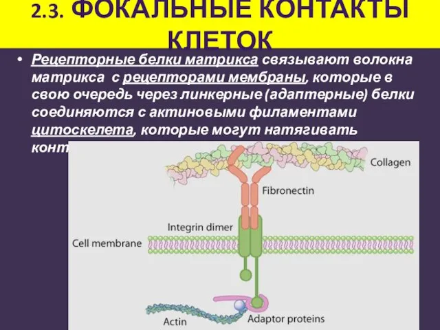2.3. ФОКАЛЬНЫЕ КОНТАКТЫ КЛЕТОК Рецепторные белки матрикса связывают волокна матрикса с