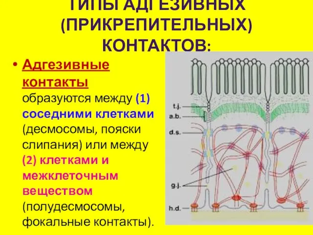 ТИПЫ АДГЕЗИВНЫХ (ПРИКРЕПИТЕЛЬНЫХ) КОНТАКТОВ: Адгезивные контакты образуются между (1) соседними клетками