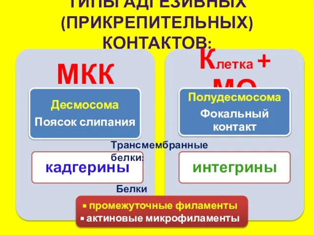 ТИПЫ АДГЕЗИВНЫХ (ПРИКРЕПИТЕЛЬНЫХ) КОНТАКТОВ: Трансмембранные белки: Белки цитоскелета: промежуточные филаменты актиновые микрофиламенты