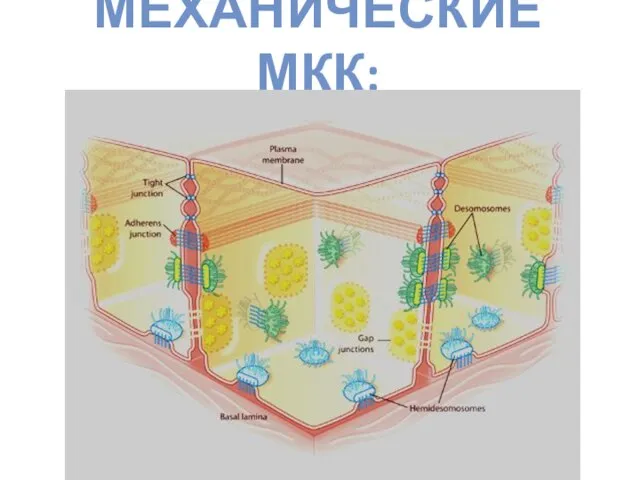 МЕХАНИЧЕСКИЕ МКК: