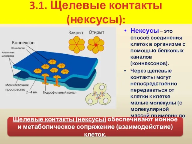 3.1. Щелевые контакты (нексусы): Нексусы – это способ соединения клеток в