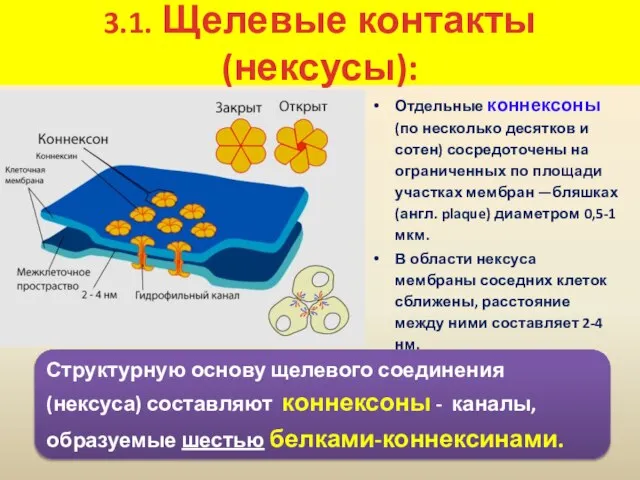 3.1. Щелевые контакты (нексусы): Отдельные коннексоны (по несколько десятков и сотен)