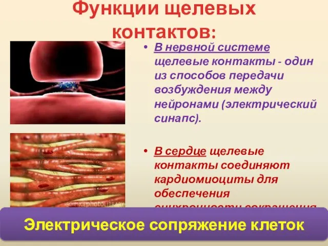 Функции щелевых контактов: В нервной системе щелевые контакты - один из