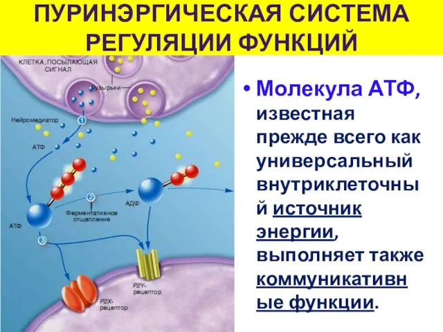 Молекула АТФ, известная прежде всего как универсальный внутриклеточный источник энергии, выполняет