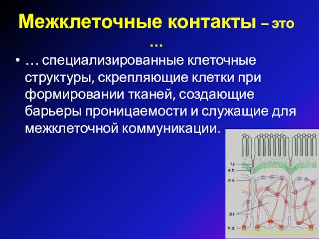 Межклеточные контакты – это … … специализированные клеточные структуры, скрепляющие клетки