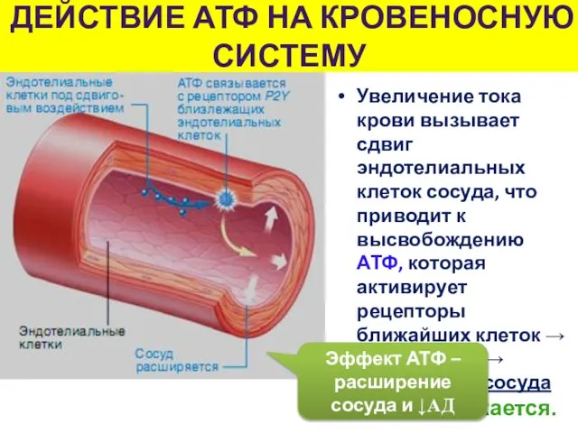 Увеличение тока крови вызывает сдвиг эндотелиальных клеток сосуда, что приводит к