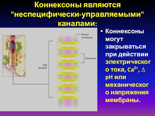 Коннексоны являются "неспецифически-управляемыми" каналами: Коннексоны могут закрываться при действии электрического тока,