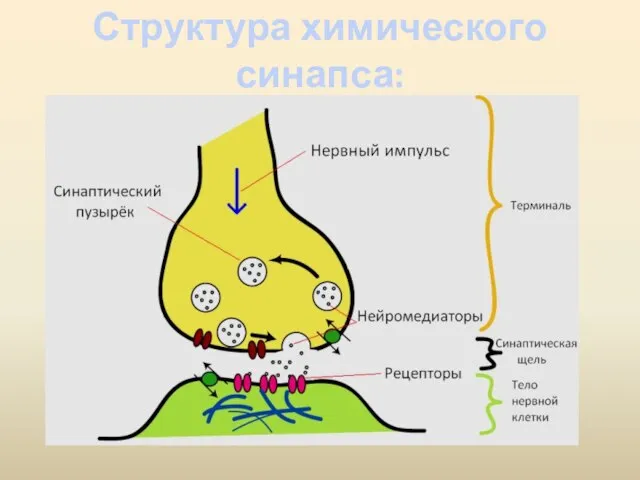 Структура химического синапса: