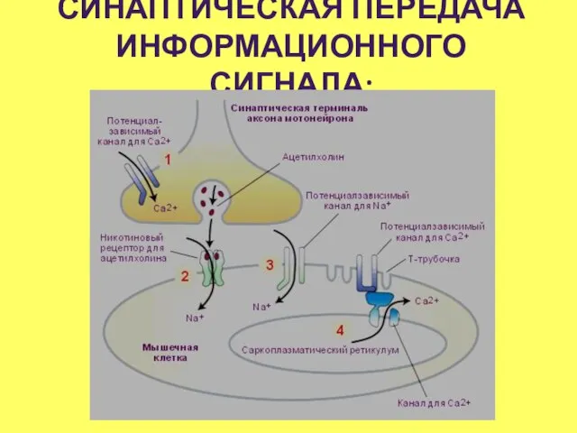 СИНАПТИЧЕСКАЯ ПЕРЕДАЧА ИНФОРМАЦИОННОГО СИГНАЛА: