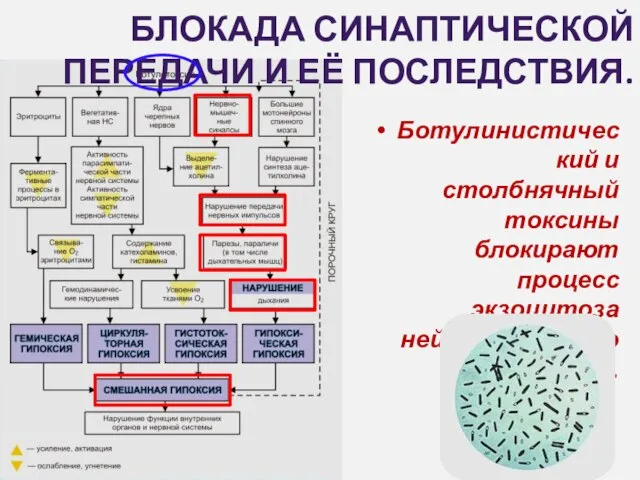 БЛОКАДА СИНАПТИЧЕСКОЙ ПЕРЕДАЧИ И ЕЁ ПОСЛЕДСТВИЯ. Ботулинистический и столбнячный токсины блокирают процесс экзоцитоза нейромедиаторов.