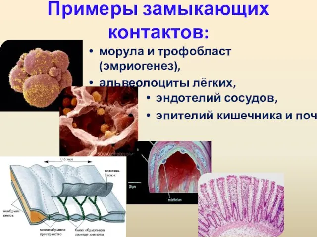 Примеры замыкающих контактов: морула и трофобласт (эмриогенез), альвеолоциты лёгких, эндотелий сосудов, эпителий кишечника и почек